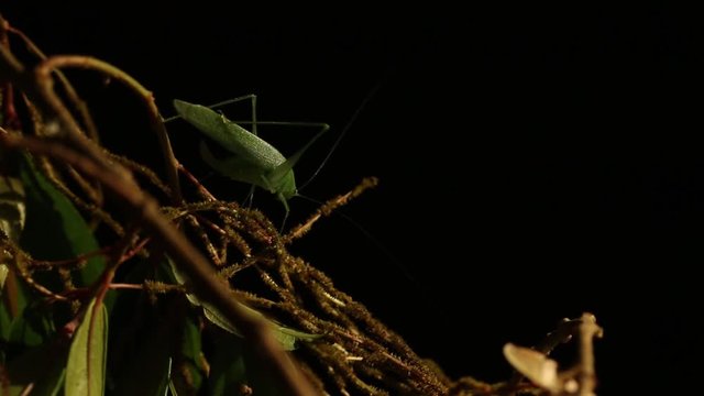 Grasshopper and moth in the night studio shot
