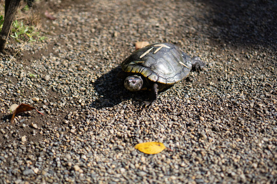 Turtle walking on a street