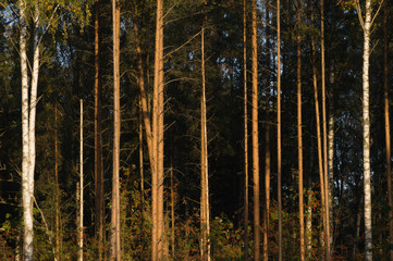 Forest with high trees background