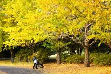 秋の紅葉の景色