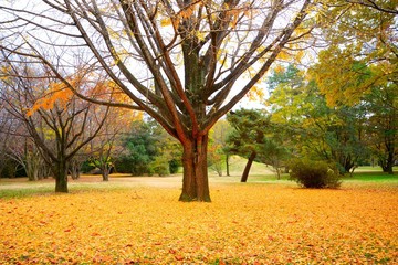 秋の紅葉の景色