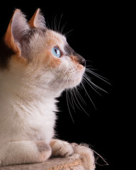 Sharp Cat On A Black Background