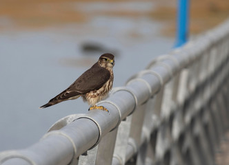 Buse aux aguets..bas du fleuve..Rimouski