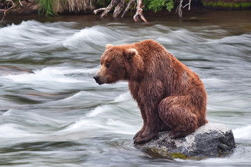 wild brown bear in water
