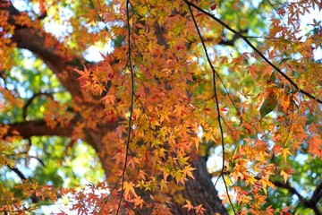 秋の紅葉の景色