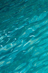 Clear water with a group of small fishes background