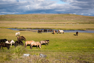 Obraz premium Horses in a field