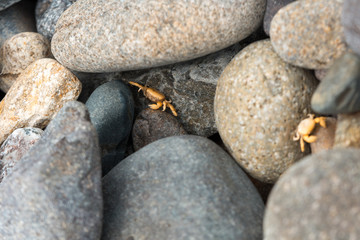 Tiny Yellow Crab between Stones
