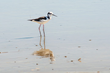 White-backed Stilt fishing in the lake 