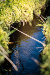 Pond in the field