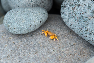 Tiny Yellow Crab between Stones