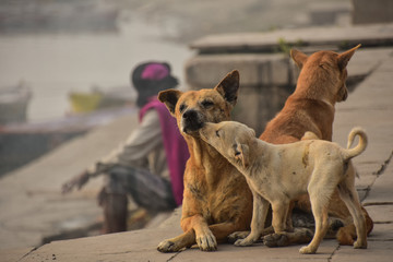 インドの聖地　世界遺産のバラナシ　ガンジス河のガート　仲良しの野良犬の親子　母犬の顔を舐めて上げる優しい子犬