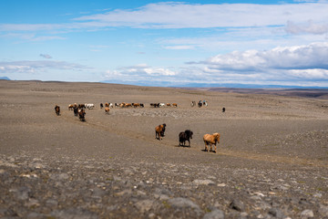 herd of horses in desert