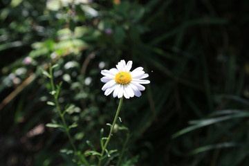 하얀 코스모스 꽃