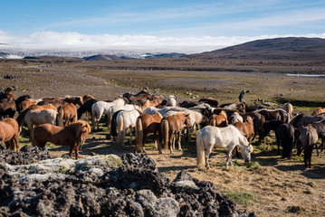 herd of wild horses
