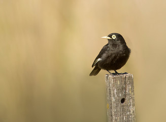 Spectacled tyrant perched on a pole 