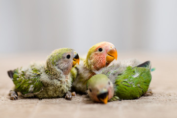 Close up shot of beautiful miniature Rosy faced lovebirds chicks playing and searching for feeding.