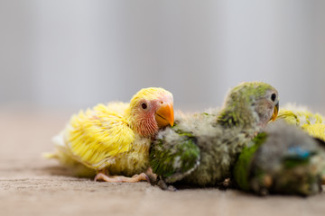 Close up shot of beautiful miniature Rosy faced lovebirds chicks playing and searching for feeding.