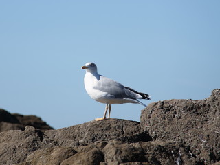 gaviota