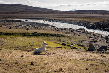 Resting horse