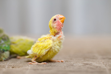 Close up shot of beautiful miniature Rosy faced lovebird chick playing and searching for feeding.