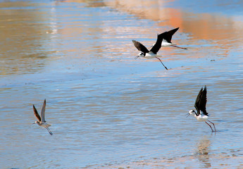 White backed stilt flying in the blue lagoon