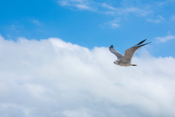Fototapeta premium Canaveral Gull