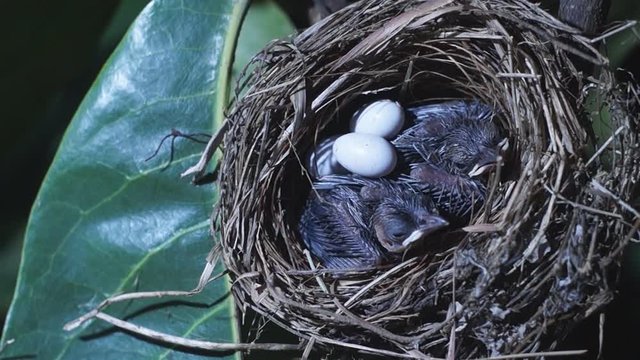 Newly hatched birds lying on their nest moving. Close ups