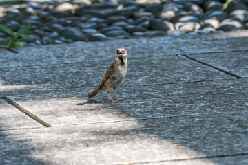 a panting, thirsty sparrow