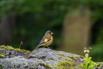 Grey capped Greenfinch (Chloris sinica)