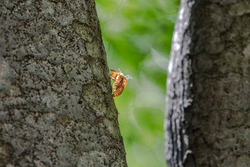 cicada nymph shell (exuvia)