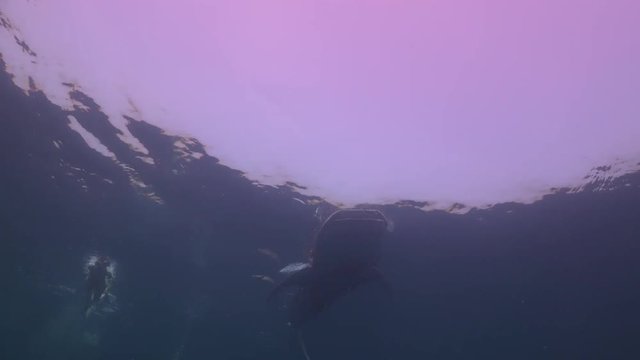 Whale shark (Rhincodon typus) on the surface. Filmed form bellow 