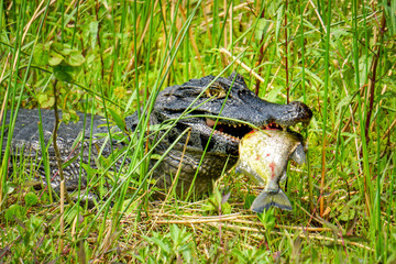 A caiman (Caiman yacare) eats a piranha in the Ibera Wetlands (Esteros del Ibera) near the village of Colonia Carlos Pellegrini in the Corrientes province of northern Argentina
