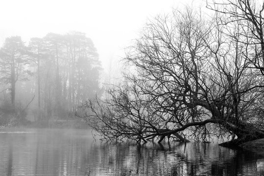 Nebel am Teich