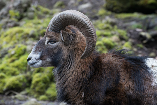 Mufflon 2