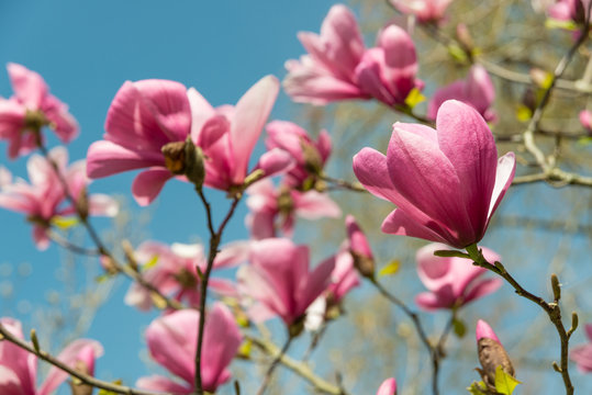 Magnolia 3