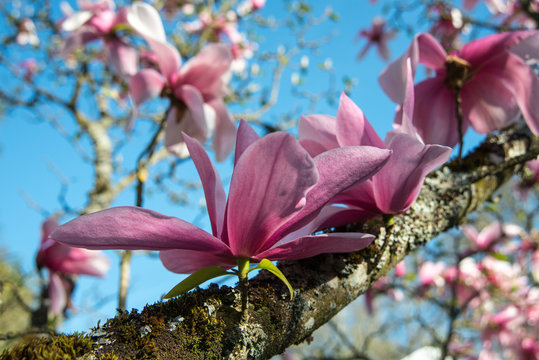 Magnolia 2