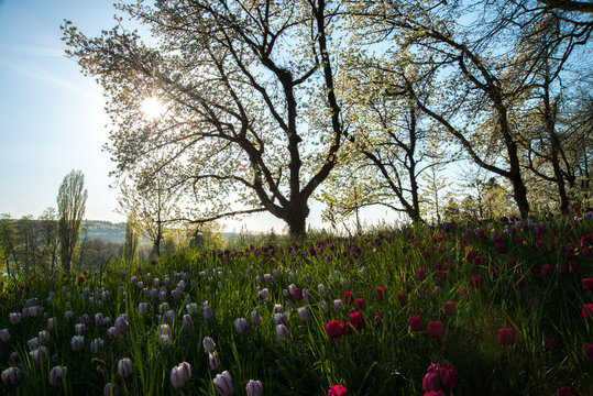 Blumenwiese