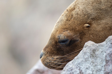 South American Sea Lion
