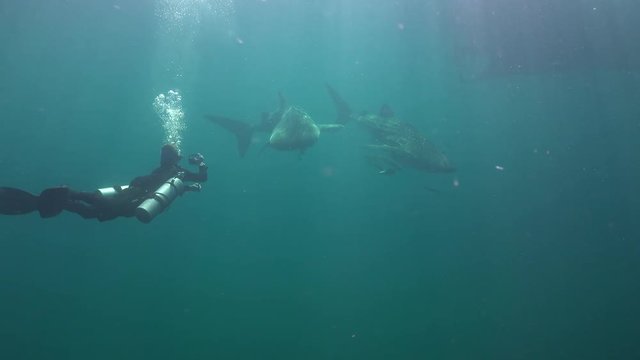 Sidemount Diver and two Whale shark (Rhincodon typus) 