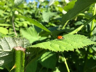 Ladybug
