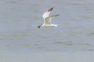 Cabot's Tern