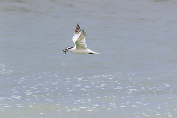 Cabot's Tern