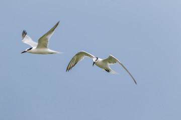 Cabot's Tern
