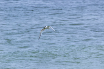 Fototapeta na wymiar Cabot's Tern