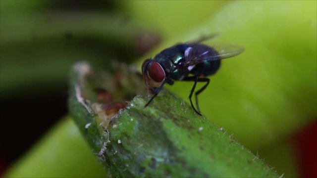 Housefly crawling feeding on rotting okra 