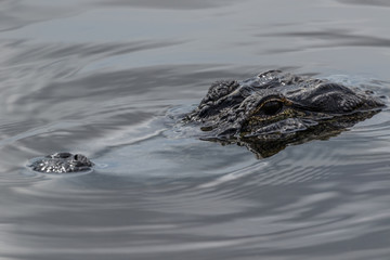 Alligator