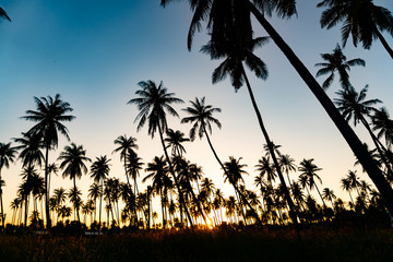 Obraz premium Silhouette coconut palm trees with sunset.