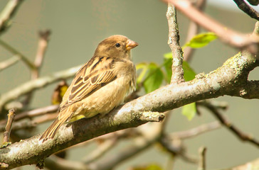 Sparrow perched on a branch