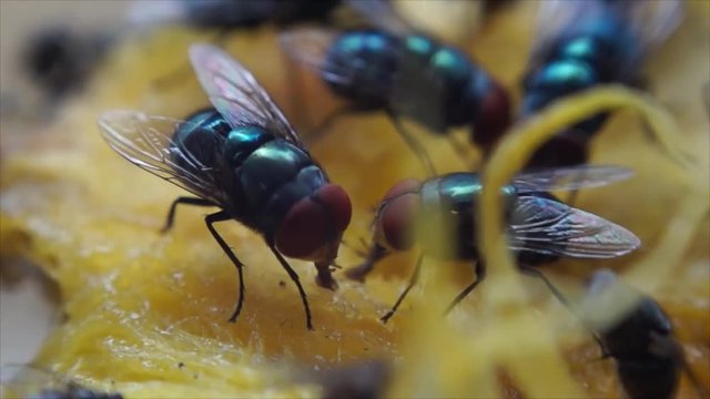 Houseflies crawl and suck mango juice